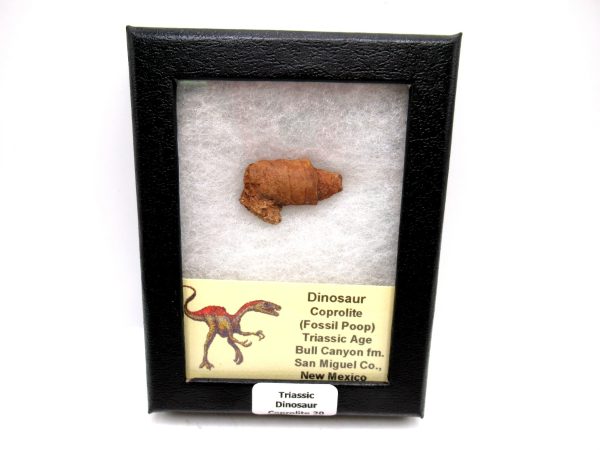 Genuine Jurassic Age Dinosaur Coprolite Fossil for Sale from Utah #20