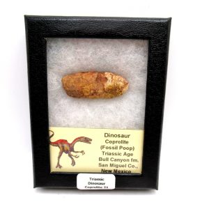 Genuine Jurassic Age Dinosaur Coprolite Fossil for Sale from Utah #21