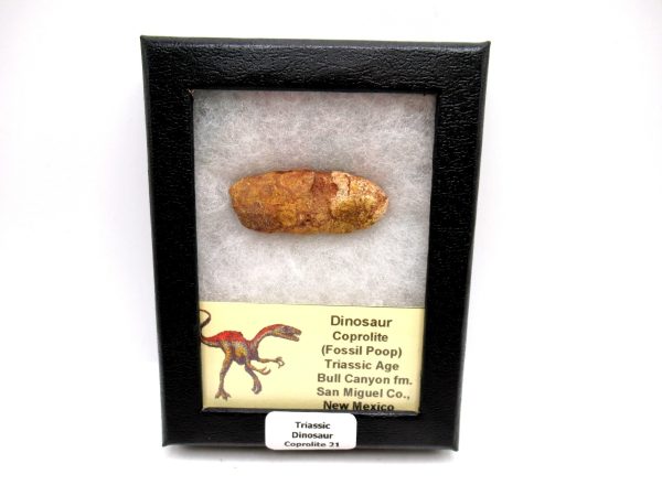 Genuine Jurassic Age Dinosaur Coprolite Fossil for Sale from Utah #21