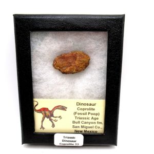 Genuine Jurassic Age Dinosaur Coprolite Fossil for Sale from Utah #22