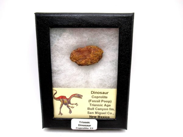 Genuine Jurassic Age Dinosaur Coprolite Fossil for Sale from Utah #22