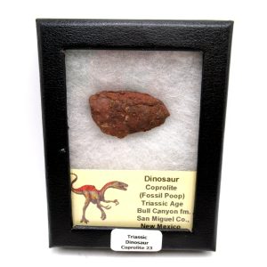 Genuine Jurassic Age Dinosaur Coprolite Fossil for Sale from Utah #23