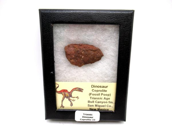 Genuine Jurassic Age Dinosaur Coprolite Fossil for Sale from Utah #23