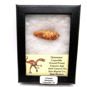 Genuine Jurassic Age Dinosaur Coprolite Fossil for Sale from Utah #24