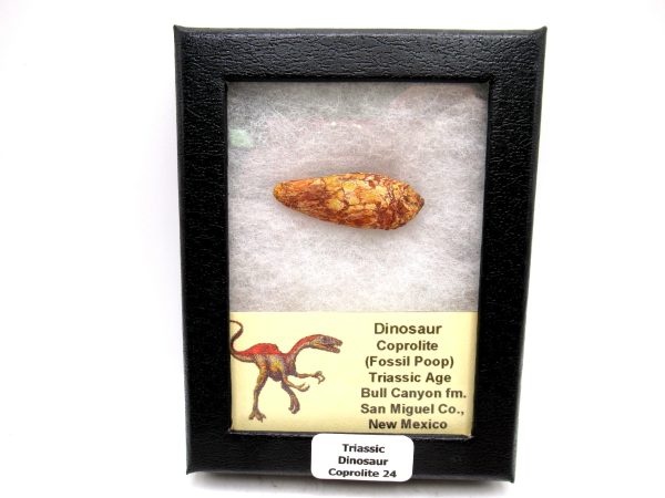 Genuine Jurassic Age Dinosaur Coprolite Fossil for Sale from Utah #24