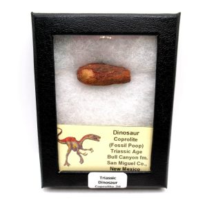 Genuine Jurassic Age Dinosaur Coprolite Fossil for Sale from Utah #26