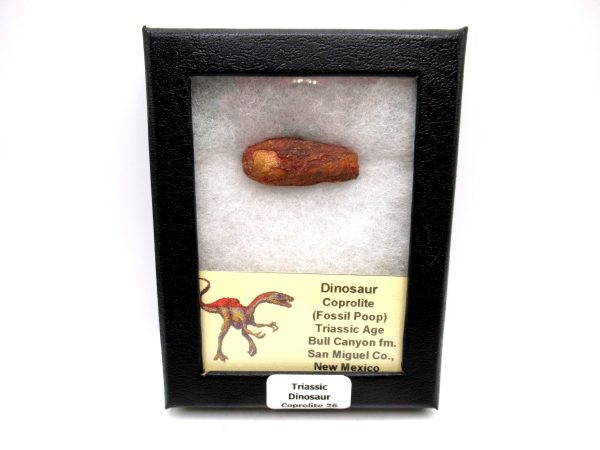 Genuine Jurassic Age Dinosaur Coprolite Fossil for Sale from Utah #26