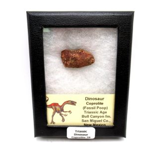 Genuine Jurassic Age Dinosaur Coprolite Fossil for Sale from Utah #28