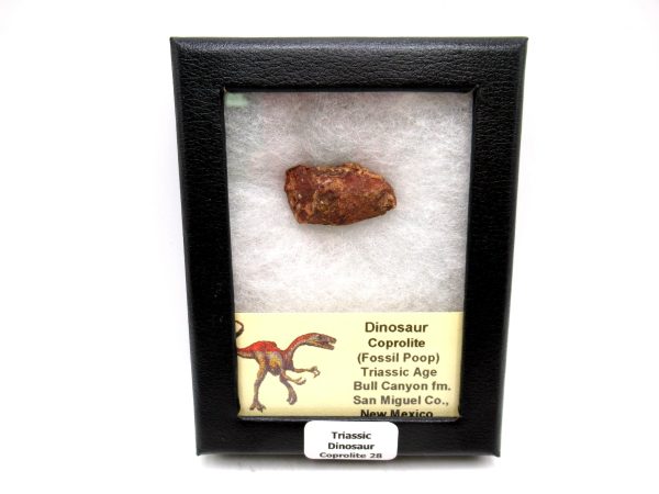 Genuine Jurassic Age Dinosaur Coprolite Fossil for Sale from Utah #28