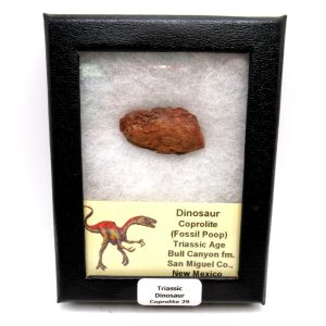 Genuine Jurassic Age Dinosaur Coprolite Fossil for Sale from Utah #29