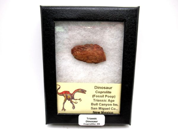 Genuine Jurassic Age Dinosaur Coprolite Fossil for Sale from Utah #29