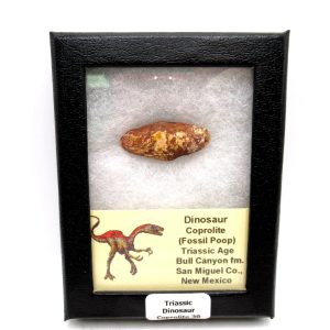 Genuine Jurassic Age Dinosaur Coprolite Fossil for Sale from Utah #30