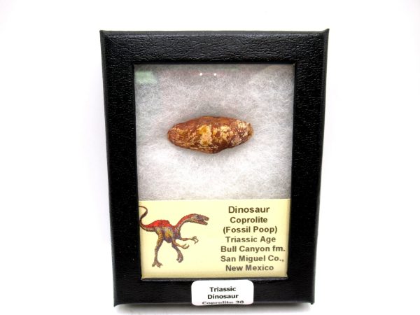 Genuine Jurassic Age Dinosaur Coprolite Fossil for Sale from Utah #30