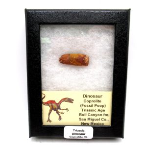 Genuine Jurassic Age Dinosaur Coprolite Fossil for Sale from Utah #31