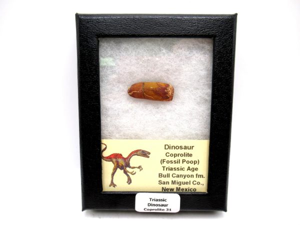 Genuine Jurassic Age Dinosaur Coprolite Fossil for Sale from Utah #31