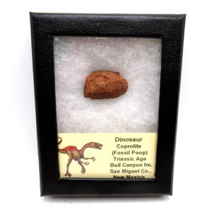 Genuine Jurassic Age Dinosaur Coprolite Fossil for Sale from Utah #32