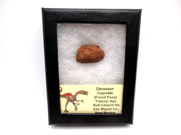 Genuine Jurassic Age Dinosaur Coprolite Fossil for Sale from Utah #32