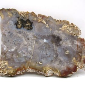 Genuine Jurassic Age Dinosaur Coprolite Fossil for Sale from Utah #58