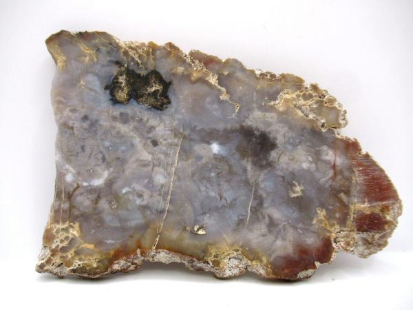 Genuine Jurassic Age Dinosaur Coprolite Fossil for Sale from Utah #58