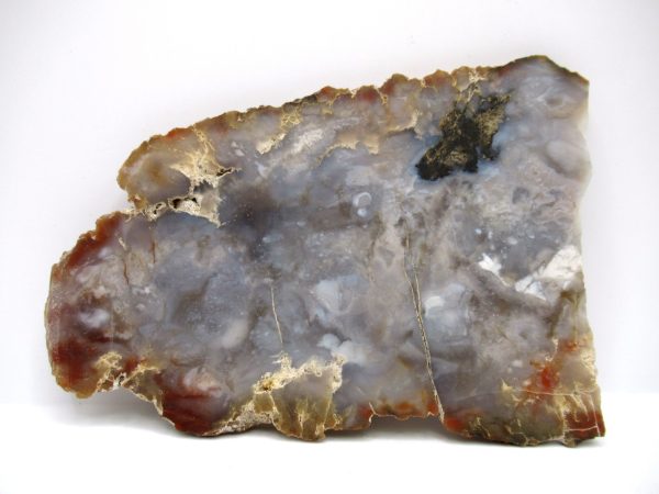 Genuine Jurassic Age Dinosaur Coprolite Fossil for Sale from Utah #58a