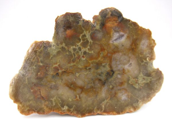 Genuine Jurassic Age Dinosaur Coprolite Fossil for Sale from Utah #59