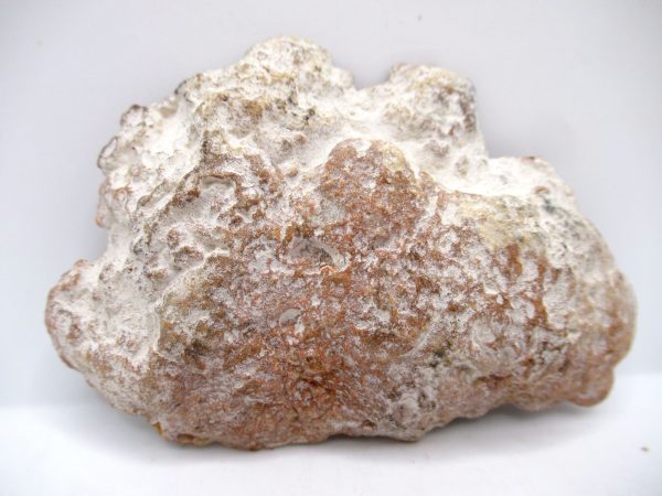 Genuine Jurassic Age Dinosaur Coprolite Fossil for Sale from Utah #59a