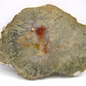 Genuine Jurassic Age Dinosaur Coprolite Fossil for Sale from Utah #60