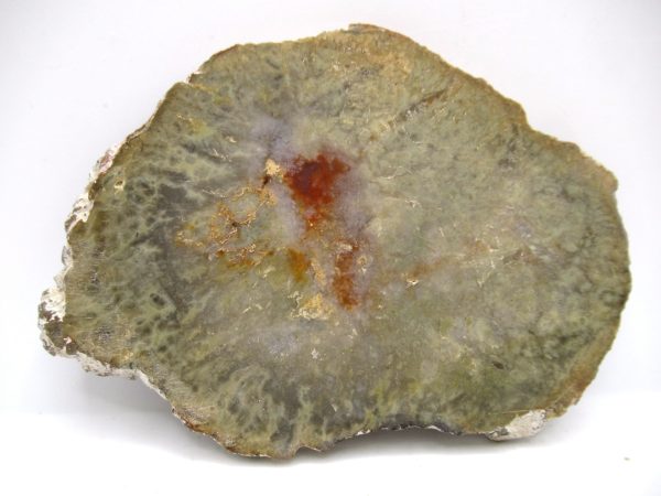 Genuine Jurassic Age Dinosaur Coprolite Fossil for Sale from Utah #60