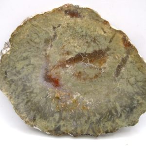 Genuine Jurassic Age Dinosaur Coprolite Fossil for Sale from Utah #61