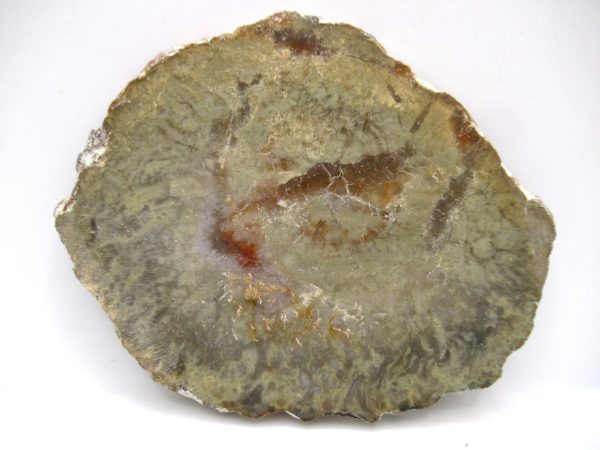 Genuine Jurassic Age Dinosaur Coprolite Fossil for Sale from Utah #61