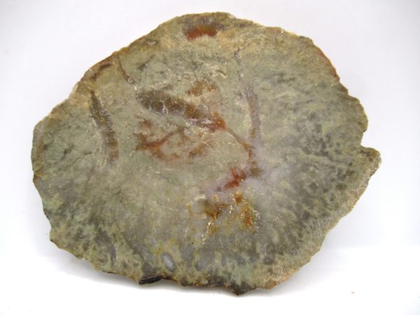 Genuine Jurassic Age Dinosaur Coprolite Fossil for Sale from Utah #61a