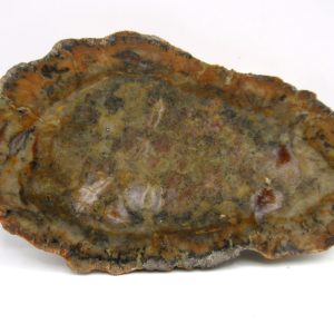 Genuine Jurassic Age Dinosaur Coprolite Fossil for Sale from Utah #62