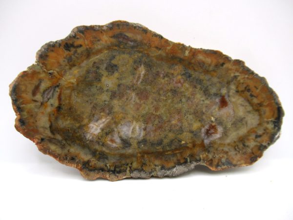 Genuine Jurassic Age Dinosaur Coprolite Fossil for Sale from Utah #62