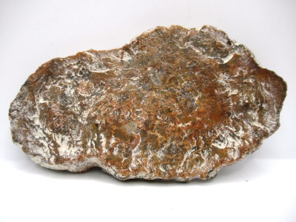 Genuine Jurassic Age Dinosaur Coprolite Fossil for Sale from Utah #62a