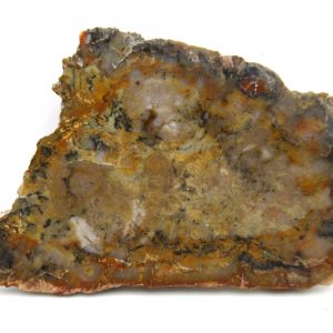 Genuine Jurassic Age Dinosaur Coprolite Fossil for Sale from Utah #63