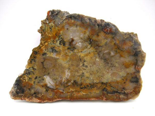 Genuine Jurassic Age Dinosaur Coprolite Fossil for Sale from Utah #63