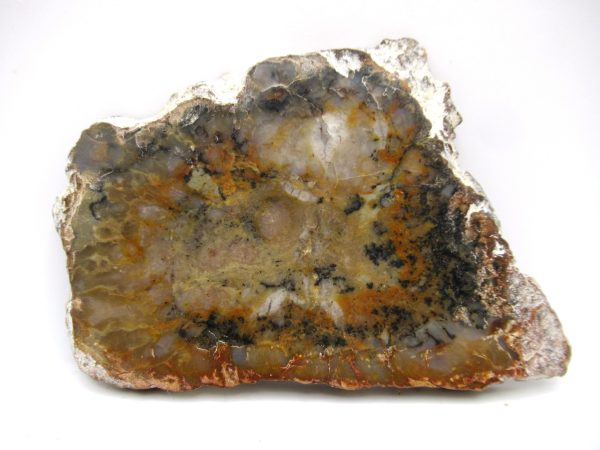 Genuine Jurassic Age Dinosaur Coprolite Fossil for Sale from Utah #63a