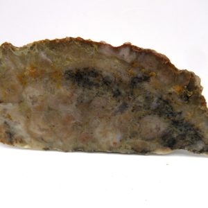 Genuine Jurassic Age Dinosaur Coprolite Fossil for Sale from Utah #64