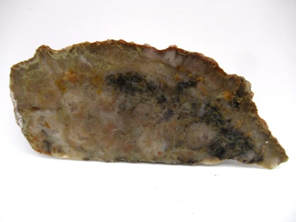 Genuine Jurassic Age Dinosaur Coprolite Fossil for Sale from Utah #64