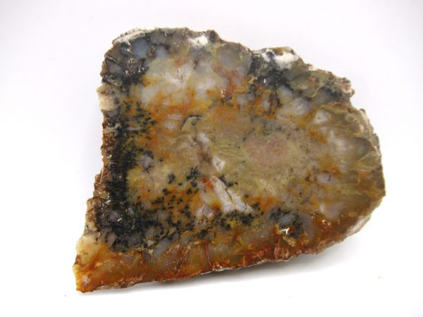 Genuine Jurassic Age Dinosaur Coprolite Fossil for Sale from Utah #65