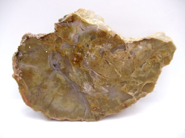 Genuine Jurassic Age Dinosaur Coprolite Fossil for Sale from Utah #66