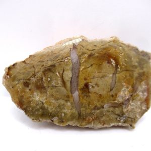 Genuine Jurassic Age Dinosaur Coprolite Fossil for Sale from Utah #67