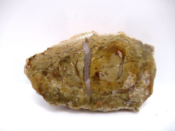 Genuine Jurassic Age Dinosaur Coprolite Fossil for Sale from Utah #67