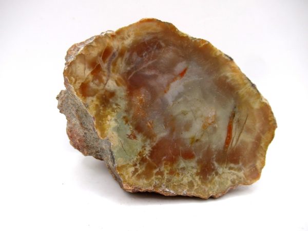 Genuine Jurassic Age Dinosaur Coprolite Fossil for Sale from Utah #70