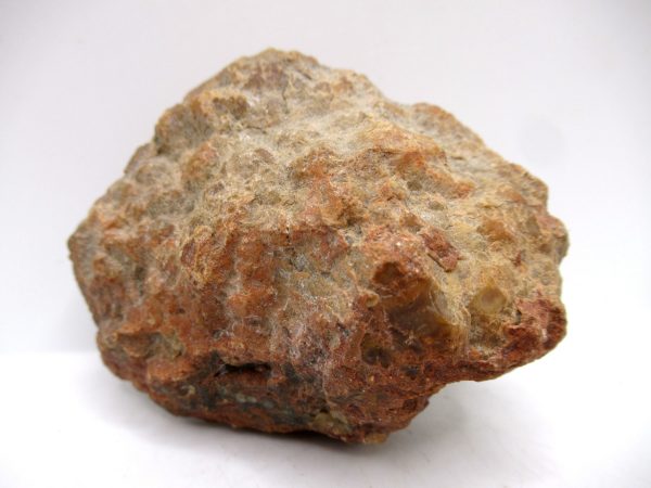 Genuine Jurassic Age Dinosaur Coprolite Fossil for Sale from Utah #70a