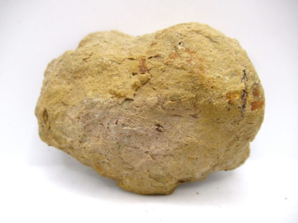 Genuine Jurassic Age Dinosaur Coprolite Fossil for Sale from Utah #71a