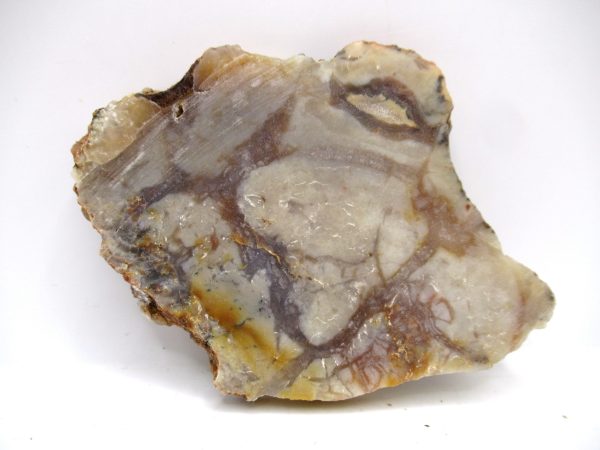 Genuine Jurassic Age Dinosaur Coprolite Fossil for Sale from Utah #72a