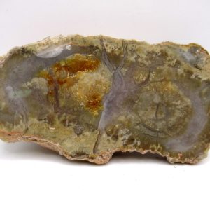 Genuine Jurassic Age Dinosaur Coprolite Fossil for Sale from Utah #73