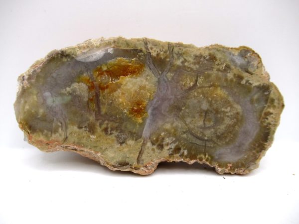 Genuine Jurassic Age Dinosaur Coprolite Fossil for Sale from Utah #73