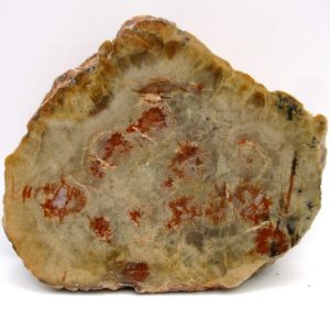 Genuine Jurassic Age Dinosaur Coprolite Fossil for Sale from Utah #74